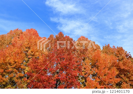 初冬に色づく台湾楓の樹木 　（高知県　高知市　針木浄水場） 121401170