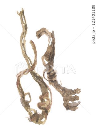 水彩で描いたミシマサイコの根　柴胡 121401189