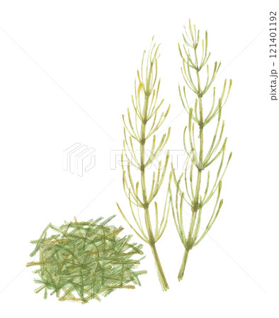 水彩で描いたスギナと乾燥スギナ　茶葉 121401192