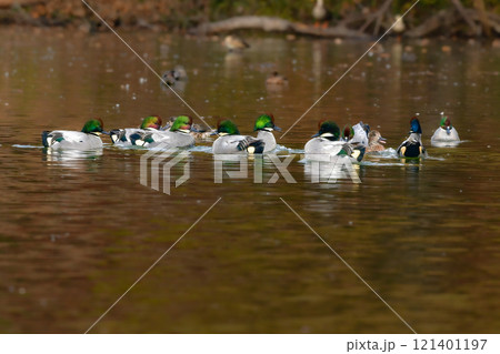 冬に公園の池や湖で見られる緑とワインレッドの頭がとても美しい渡り鳥、人気者のヨシガモ 121401197