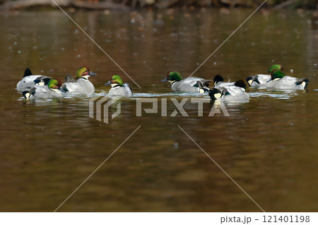冬に公園の池や湖で見られる緑とワインレッドの頭がとても美しい渡り鳥、人気者のヨシガモ 冬に公園の池や湖で見られる緑とワインレッドの頭がとても美しい渡り鳥、人気者のヨシガモ 121401198