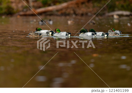 冬に公園の池や湖で見られる緑とワインレッドの頭がとても美しい渡り鳥、人気者のヨシガモ 冬に公園の池や湖で見られる緑とワインレッドの頭がとても美しい渡り鳥、人気者のヨシガモ 121401199