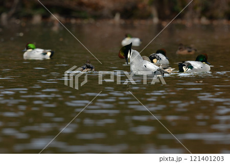 冬に公園の池や湖で見られる緑とワインレッドの頭がとても美しい渡り鳥、人気者のヨシガモ 冬に公園の池や湖で見られる緑とワインレッドの頭がとても美しい渡り鳥、人気者のヨシガモ 121401203