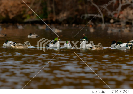 冬に公園の池や湖で見られる緑とワインレッドの頭がとても美しい渡り鳥、人気者のヨシガモ 冬に公園の池や湖で見られる緑とワインレッドの頭がとても美しい渡り鳥、人気者のヨシガモ 121401205