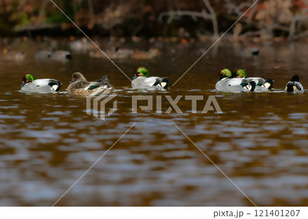 冬に公園の池や湖で見られる緑とワインレッドの頭がとても美しい渡り鳥、人気者のヨシガモ 121401207