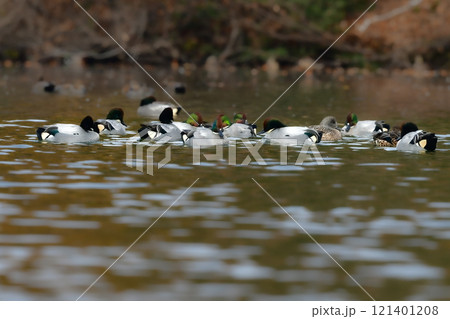 冬に公園の池や湖で見られる緑とワインレッドの頭がとても美しい渡り鳥、人気者のヨシガモ 121401208