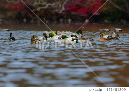 冬に公園の池や湖で見られる緑とワインレッドの頭がとても美しい渡り鳥、人気者のヨシガモ 121401209