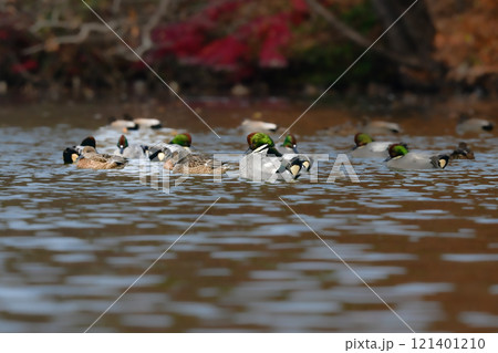 冬に公園の池や湖で見られる緑とワインレッドの頭がとても美しい渡り鳥、人気者のヨシガモ 121401210
