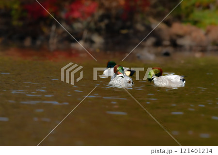 冬に公園の池や湖で見られる緑とワインレッドの頭がとても美しい渡り鳥、人気者のヨシガモ 冬に公園の池や湖で見られる緑とワインレッドの頭がとても美しい渡り鳥、人気者のヨシガモ 121401214