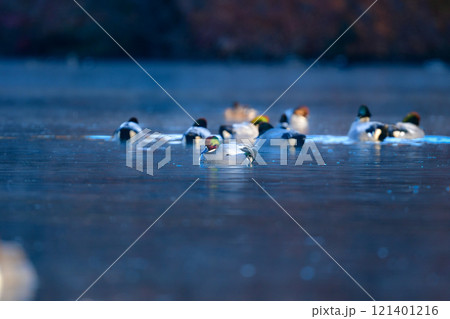 冬に公園の池や湖で見られる緑とワインレッドの頭がとても美しい渡り鳥、人気者のヨシガモ 121401216