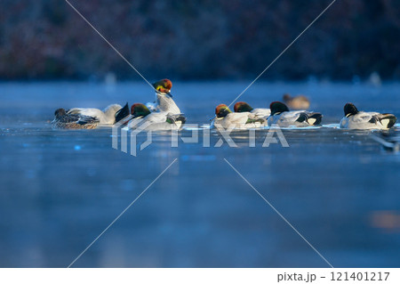 冬に公園の池や湖で見られる緑とワインレッドの頭がとても美しい渡り鳥、人気者のヨシガモ 121401217