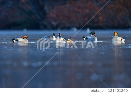 冬に公園の池や湖で見られる緑とワインレッドの頭がとても美しい渡り鳥、人気者のヨシガモ 121401240