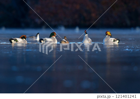冬に公園の池や湖で見られる緑とワインレッドの頭がとても美しい渡り鳥、人気者のヨシガモ 121401241