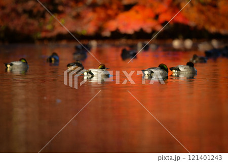 冬に公園の池や湖で見られる緑とワインレッドの頭がとても美しい渡り鳥、人気者のヨシガモ 121401243