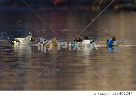 冬に公園の池や湖で見られる緑とワインレッドの頭がとても美しい渡り鳥、人気者のヨシガモ 121401244