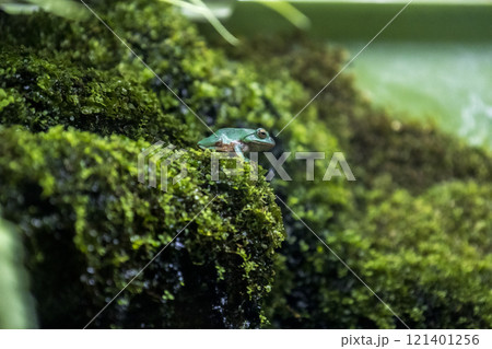 水辺の苔にとまるアマガエル 121401256