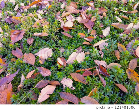 枯葉の散った冬のサツキの植え込み風景 121401306