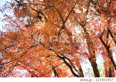 定福寺の紅葉　高知 121401457