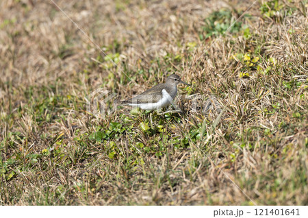 イソシギ 121401641
