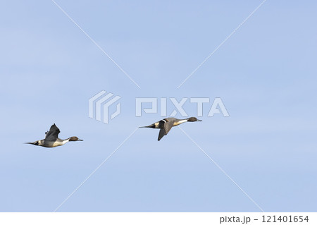 オナガガモ オナガガモ 121401654