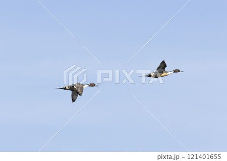 オナガガモ 121401655