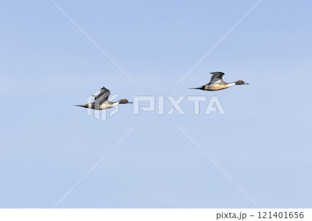 オナガガモ 121401656