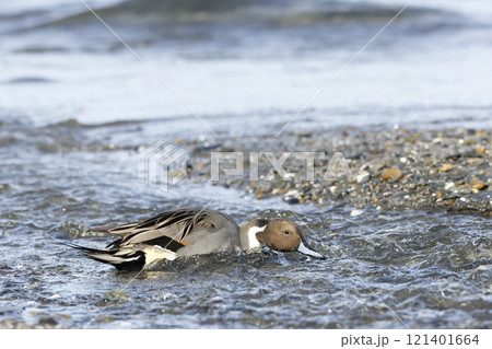 オナガガモ 121401664