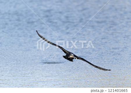 巣材を運ぶカワウ 121401665