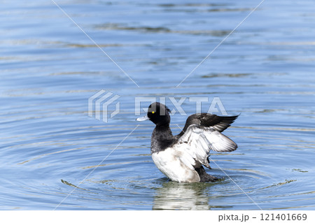 キンクロハジロ 121401669