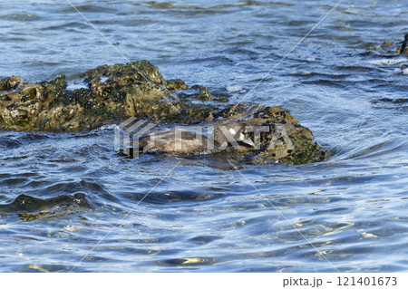 シノリガモ 121401673