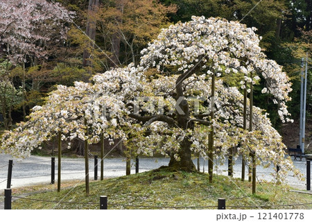 京都 大原野神社の千眼桜 京都 大原野神社の千眼桜 121401778