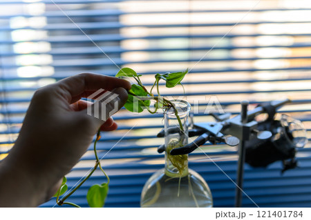観葉植物 121401784