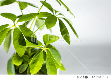 観葉植物 シェフレラ 観葉植物 シェフレラ 121401825