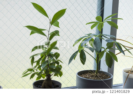 窓際に置いた観葉植物 窓際に置いた観葉植物 121401829