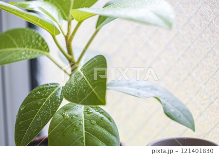 窓際に置いた観葉植物 窓際に置いた観葉植物 121401830