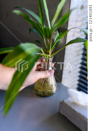 観葉植物 121401891