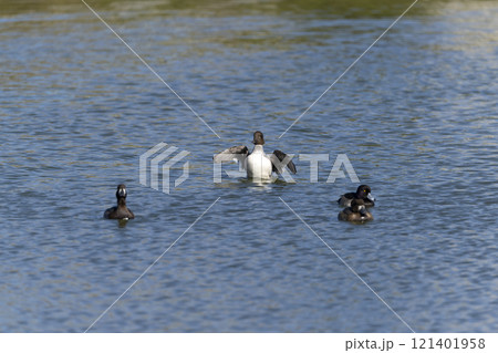 ホオジロガモ ホオジロガモ 121401958
