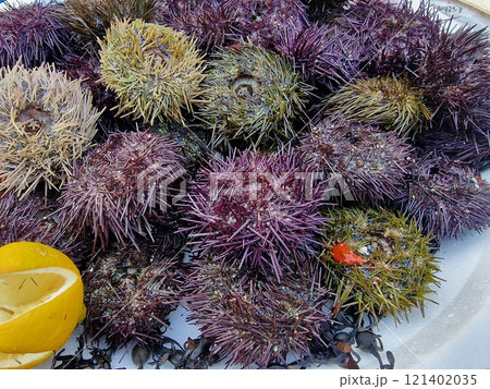 sea urchins seafood market detail close up 121402035