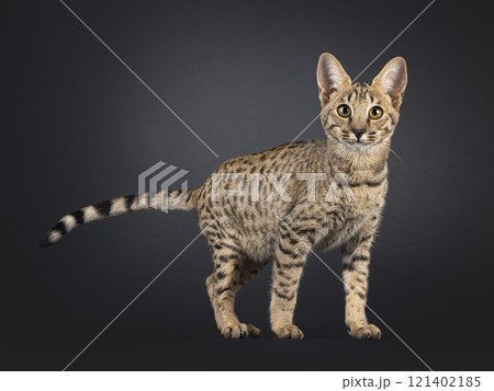 Savannah cat on black background Savannah cat on black background 121402185