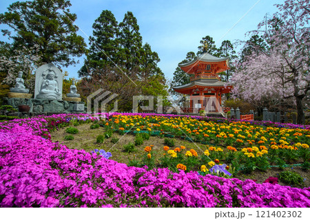 桜に包まれた多宝塔 正法寺 桜に包まれた多宝塔 正法寺 121402302