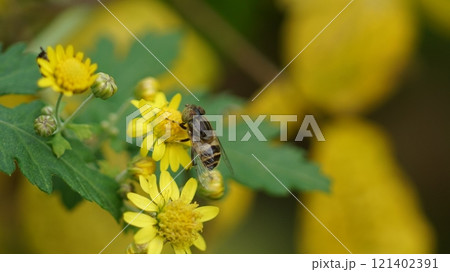 アワコガネギクの蜜を吸うキゴシハナアブ アワコガネギクの蜜を吸うキゴシハナアブ 121402391