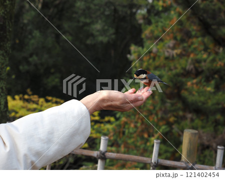 訝しげに手の中をのぞき込むヤマガラ(高知城公園の山雀) 訝しげに手の中をのぞき込むヤマガラ(高知城公園の山雀) 121402454