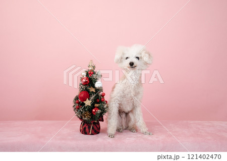 ピンクバックとクリスマスツリーと微笑むトイプードル ピンクバックとクリスマスツリーと微笑むトイプードル 121402470