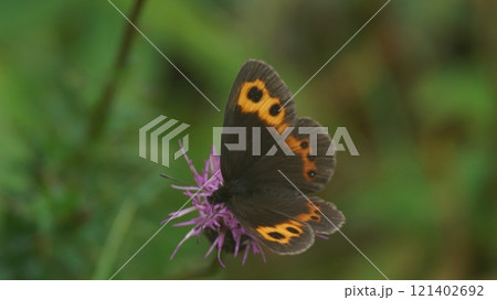 アザミの蜜を吸うベニヒカゲ 121402692