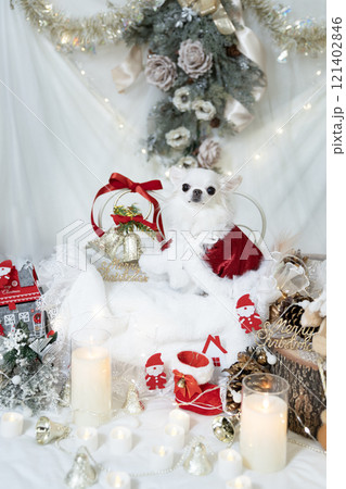 クリスマスの装飾とサンタの衣装を着た白いチワワ クリスマスの装飾とサンタの衣装を着た白いチワワ 121402846