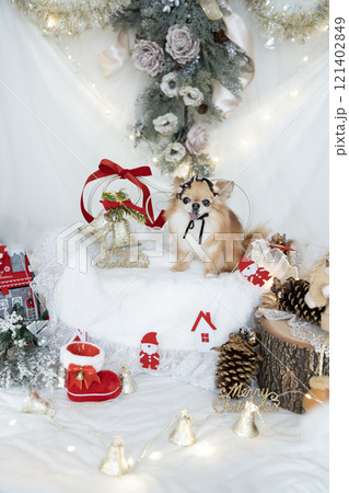 クリスマスの装飾とサンタの衣装を着たチワワ クリスマスの装飾とサンタの衣装を着たチワワ 121402849