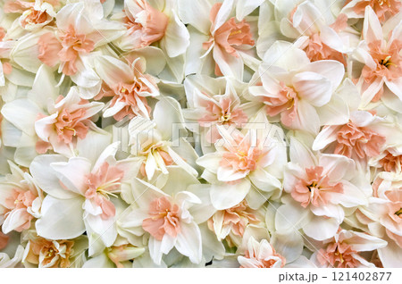 Springtime blooming yellow, white and apricot color daffodils, spring blossoming narcissus (jonquil) flowers bouquet background, selective focus, shallow focus Springtime blooming yellow, white and apricot color daffodils, spring blossoming narcissus (jonquil) flowers bouquet background, selective focus, shallow focus 121402877