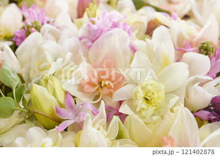 Blossoming white and light yellow daffodils, pink hyacinths and spring flowers festive background, bright springtime bouquet floral card, selective focus, shallow focus 121402878