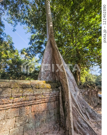 Ta Prohm Wat temple in Angkor, Cambodia Ta Prohm Wat temple in Angkor, Cambodia 121402890