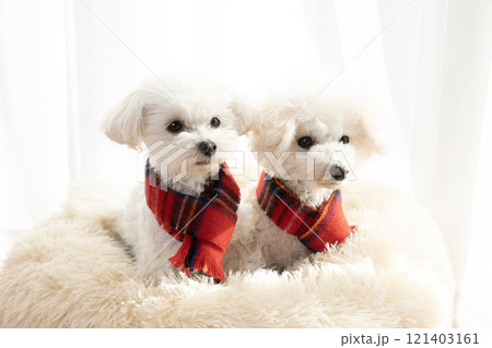 赤いマフラーをした2匹の犬 赤いマフラーをした2匹の犬 121403161